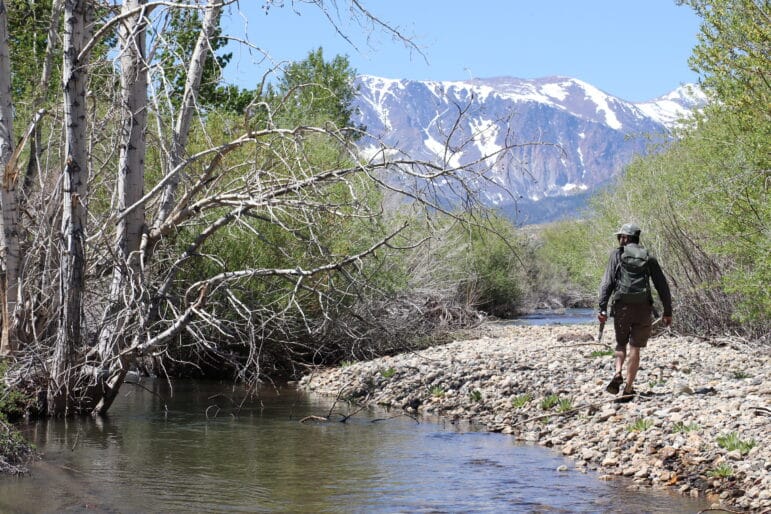 A person walking on a gravel bar along a stream lined with trees, mountains are in the distance.