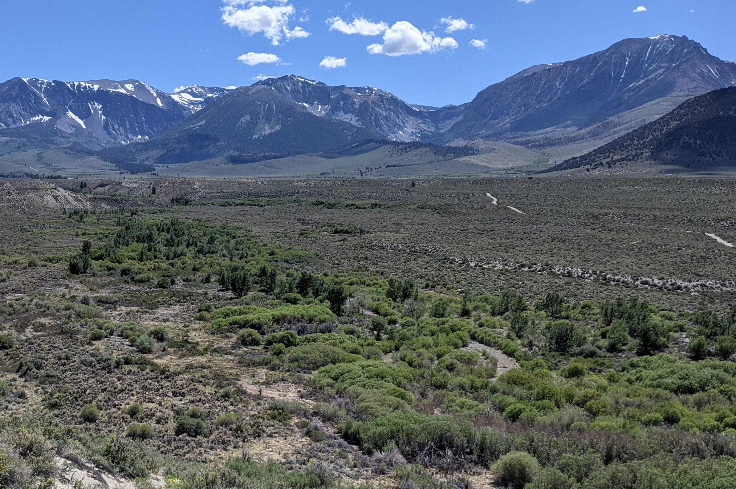 A view of the recovering riparian forest on lower Rush Creek looking back toward the Sierra Nevada.