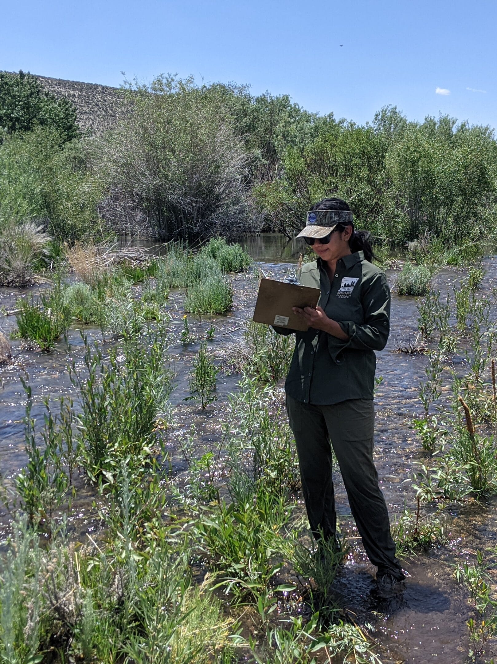 Mono Lake Committee staff monitoring stream recovery standing in shallow water in the stream.